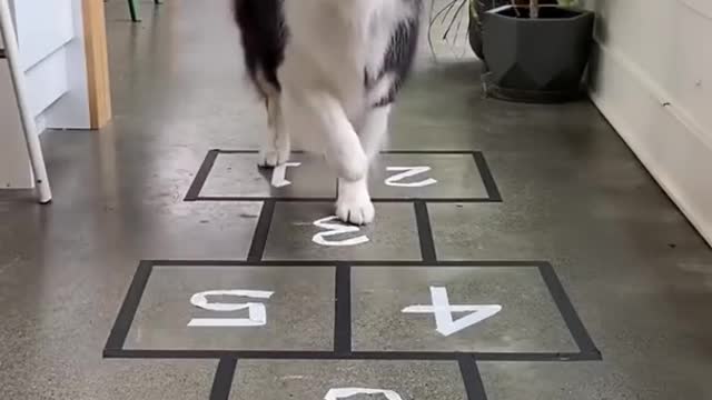 Cute dog playing the game