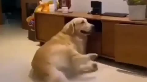 Doggie twerk 😁
