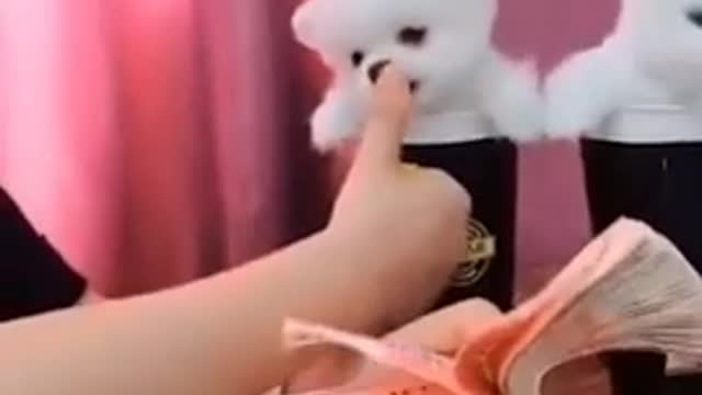 So cute cats funny videos cats fighting moments