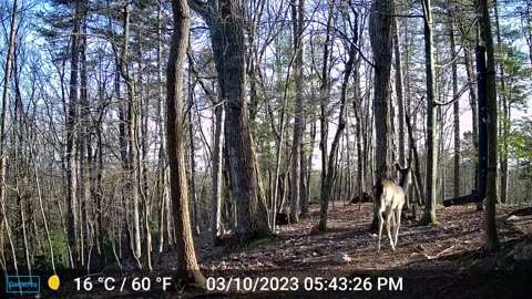 The Woods – 03/11/2023