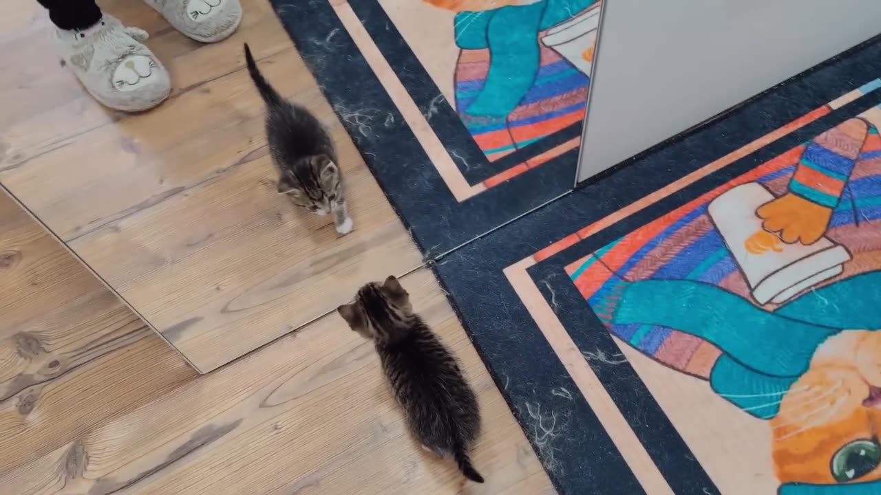 The Most Dangerous Kitten Attacks Again