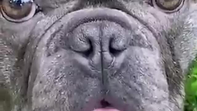 Funny Animal Video