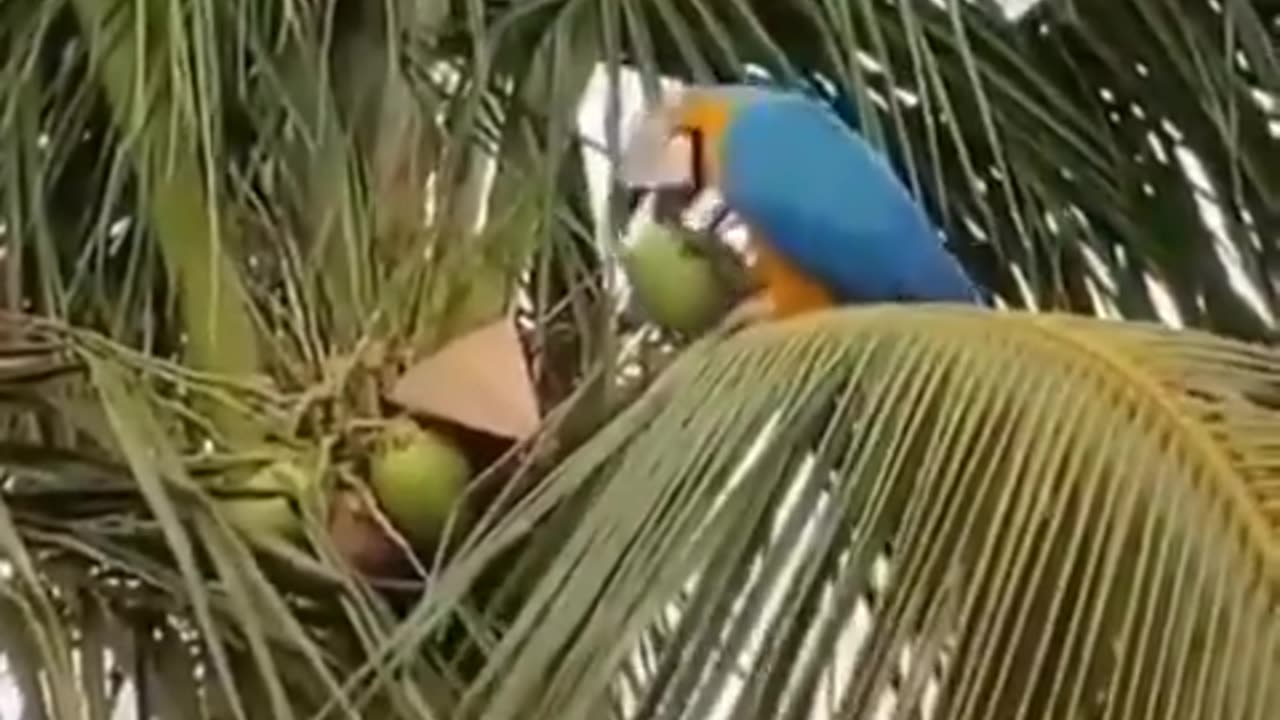 The macaw's beak is very strong, and it can break hard fruits. .