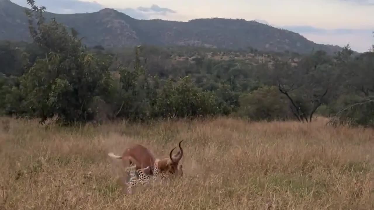 Buck Runs into Hidden Leopard