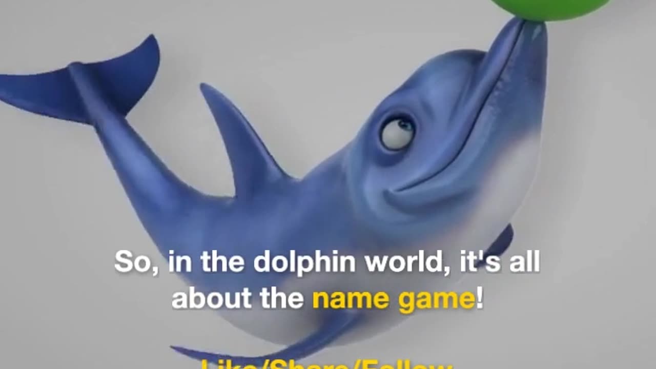 Dolphins