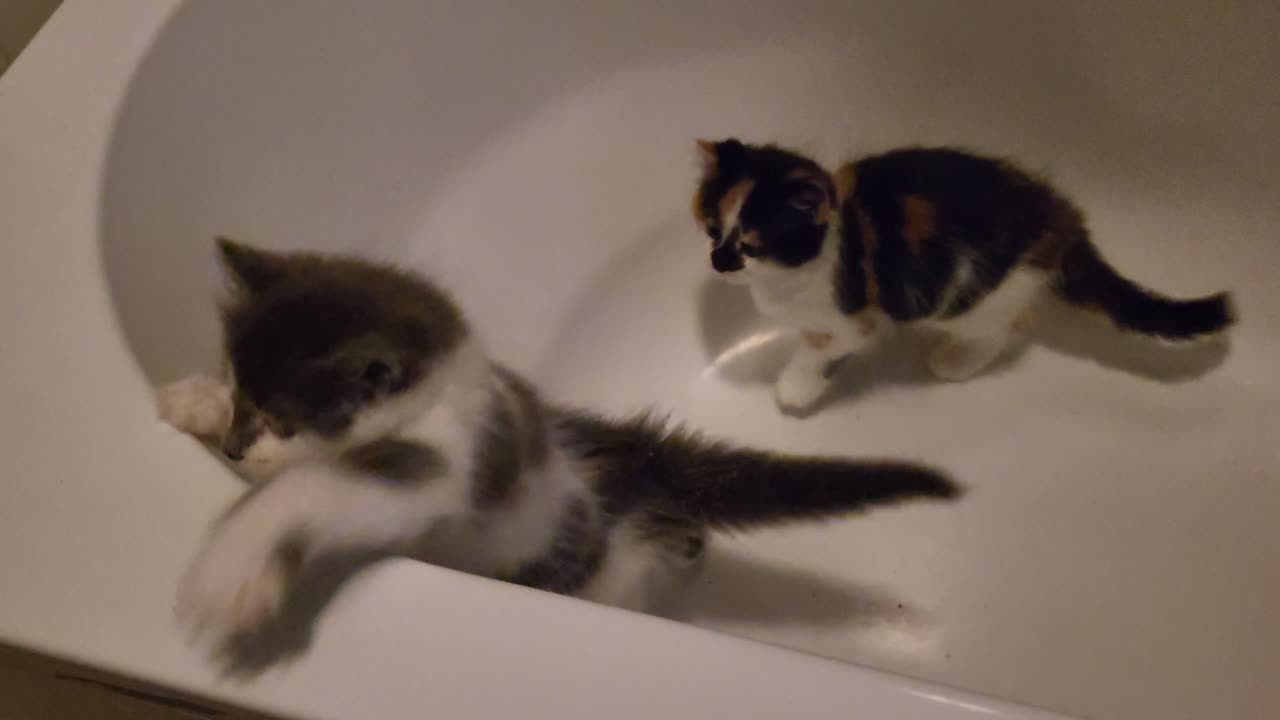 Kittens stuck in Bath while on toilet