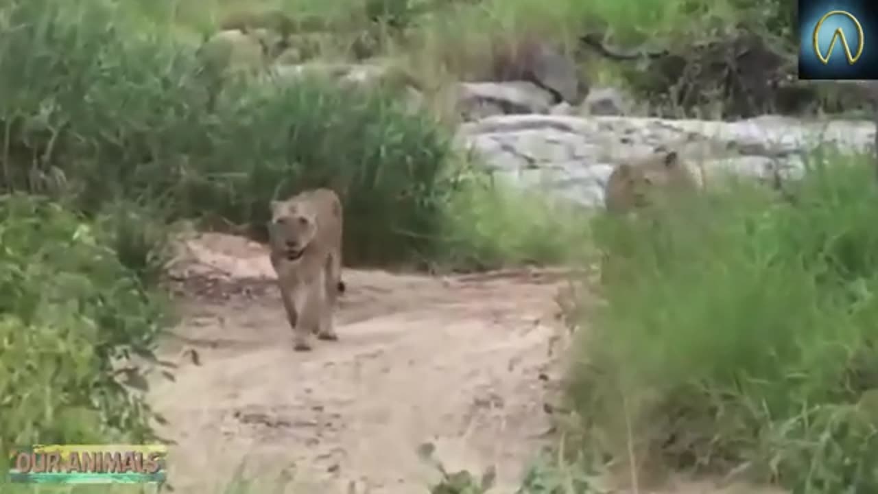 When Prey Fights Back | Most Amazing Animal Attack Fails