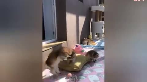 anak kucing meong-meong | anak kucing meow | bunyi anak kucing meow 😻