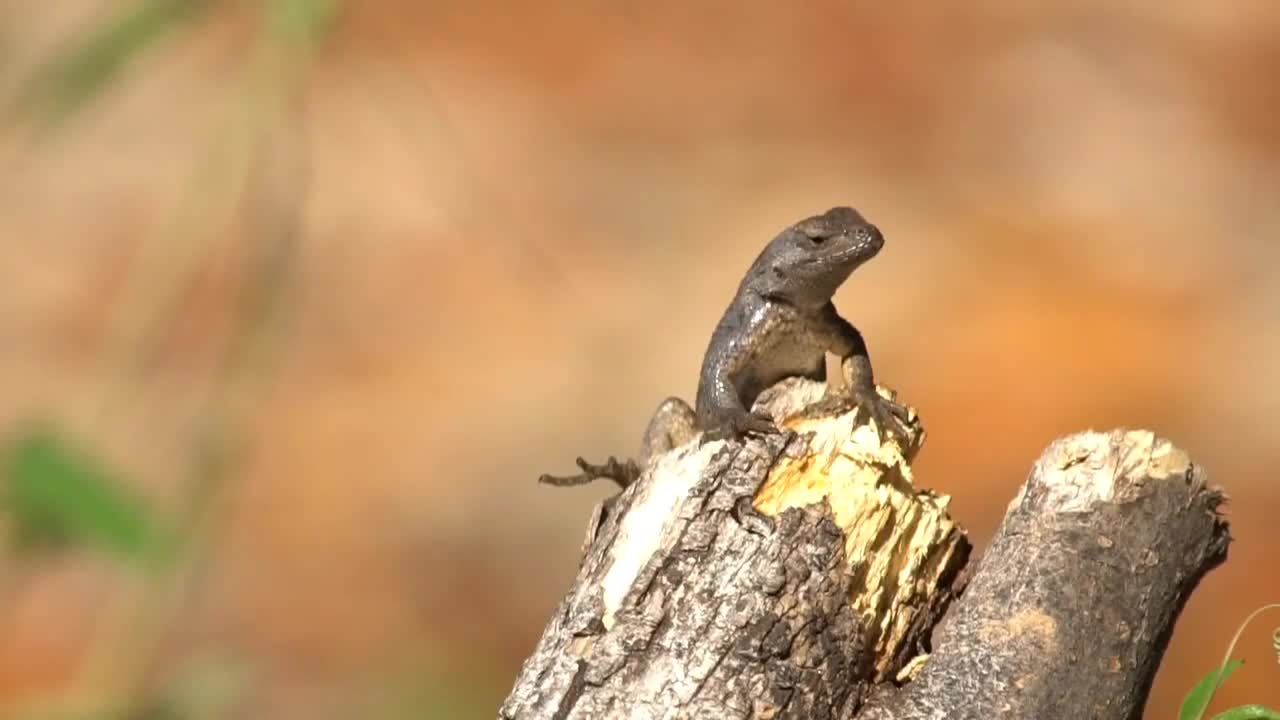 viral video of nature's beauty wildlife