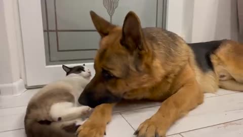 Poor German Shepherd Attacked by Cat