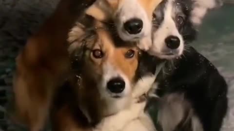 Cute Dogs