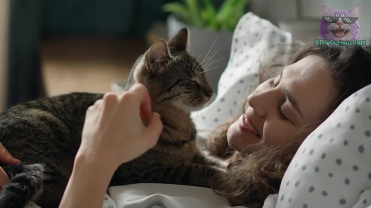 10 Human Habits Cats HATE and Wish You Wouldn’t Do