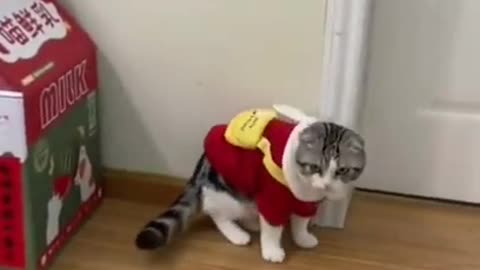 Super Cute Kittens in The World #cats - video