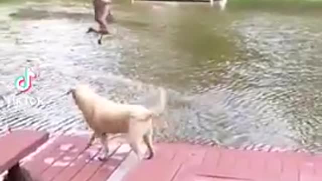 Waaaw The most loyal dog