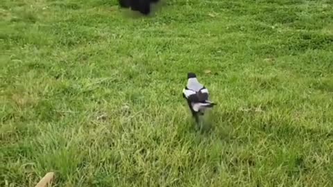 When a Dog is Pet to a Bird