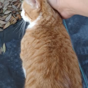 Radish Cat Attacks AGAIN!