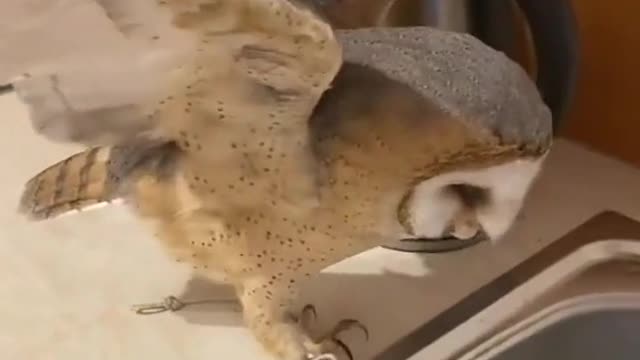 The owl in dressage