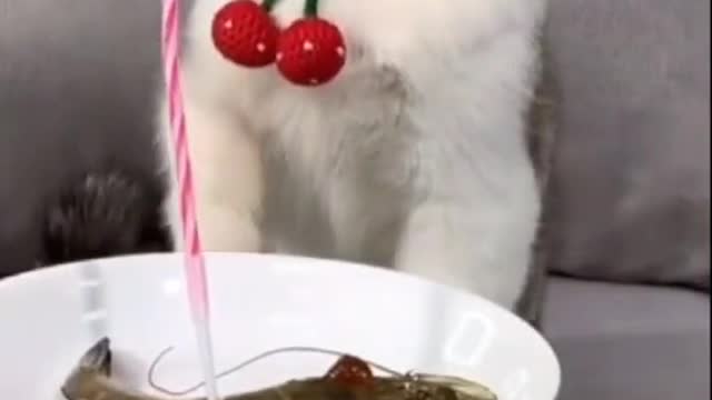 birthday cat