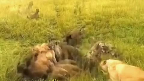 A group of animals fight