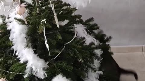 O Christmas Tree