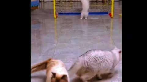 Cute cats funny shorts . Cats play football funny video