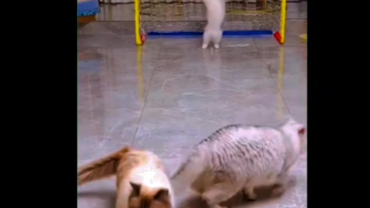 Cute cats funny shorts . Cats play football funny video