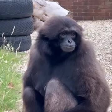 Funny Animal and Nature Videos