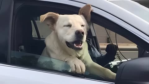 Funny Dogs And Cats Videos 2024 ---- Best Funniest Animal Videos