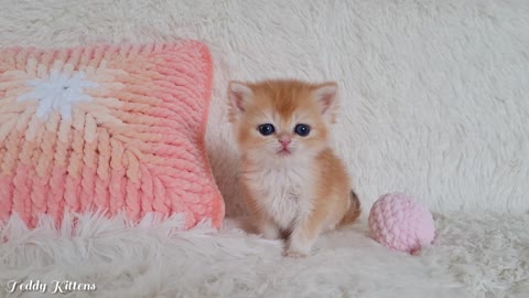Mickey tried on a big-eared hat and MET his younger brother Simba😽