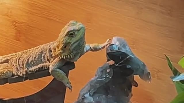 f you don't move, you don't know if it's alive