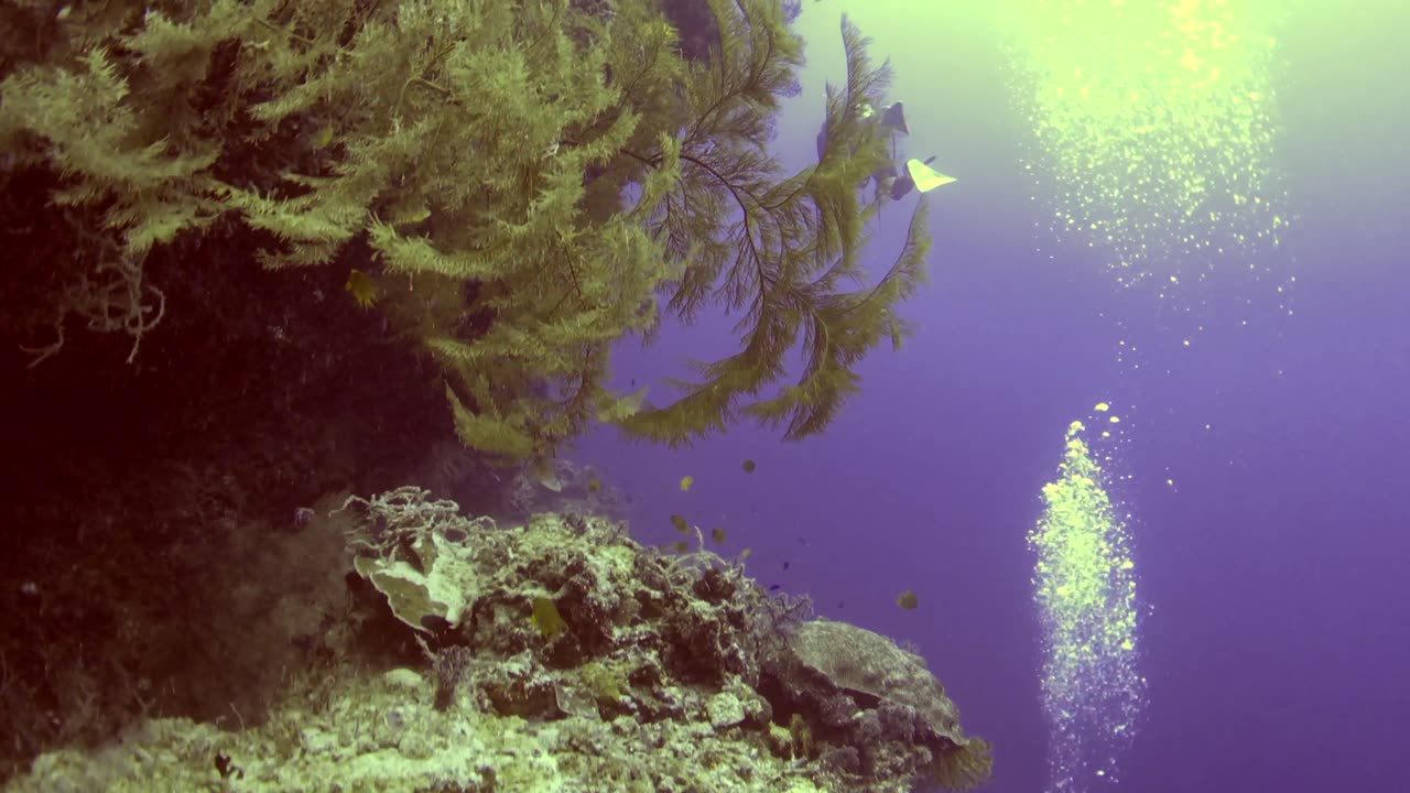 Balicasag Island cliff diving - No Sound