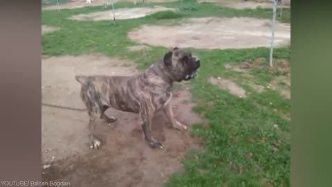 15 Most Fearless Dog Breeds in the World