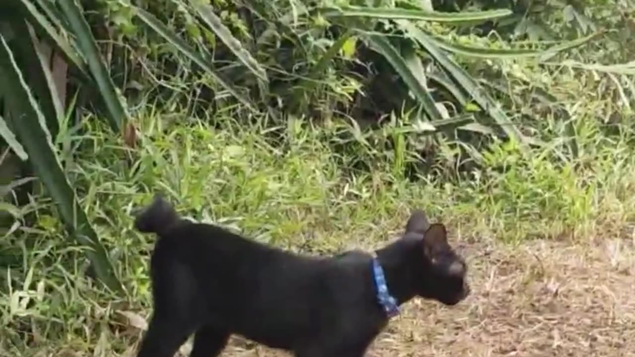 My Cat Stucks || Bully Dogs