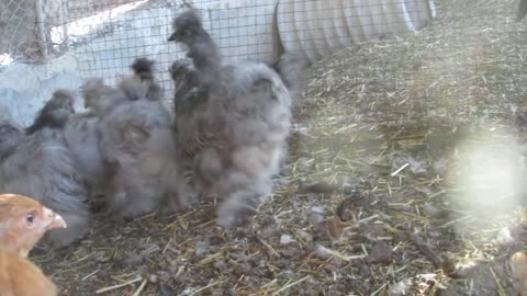 Lavender orpington chickens (1)