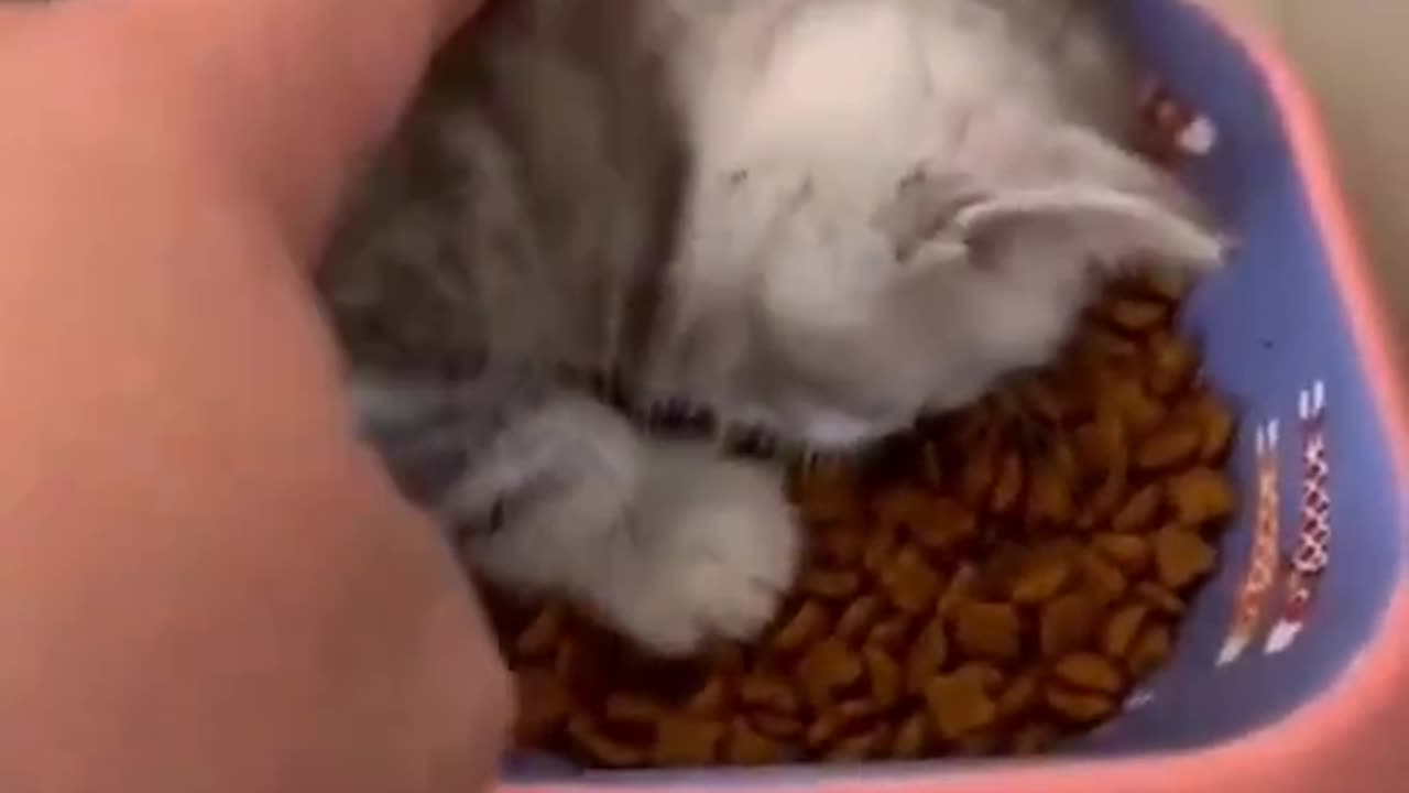 Fell Asleep Eating