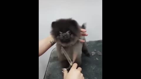 Dog Can't Stop Dancing While Getting A Haircut