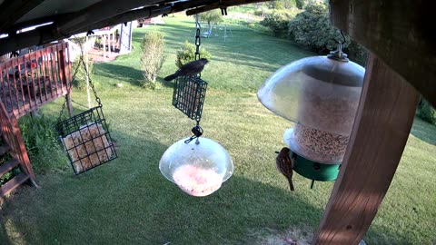 Catbird Pair