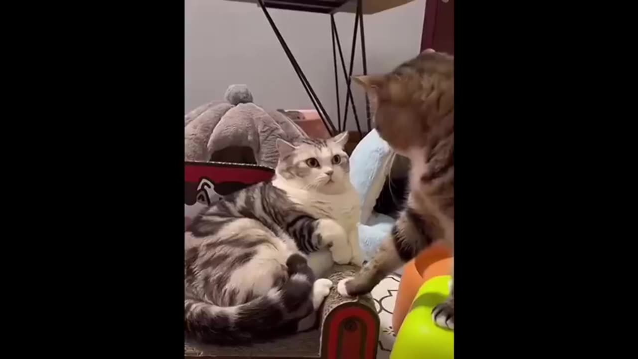 Playful animals