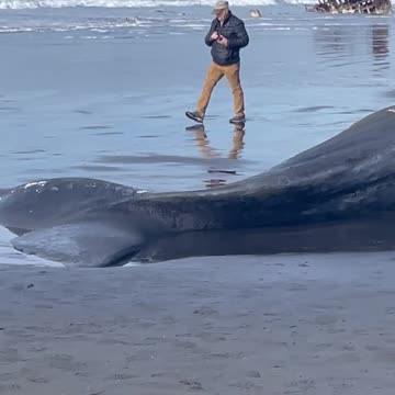 Beached whale 2023