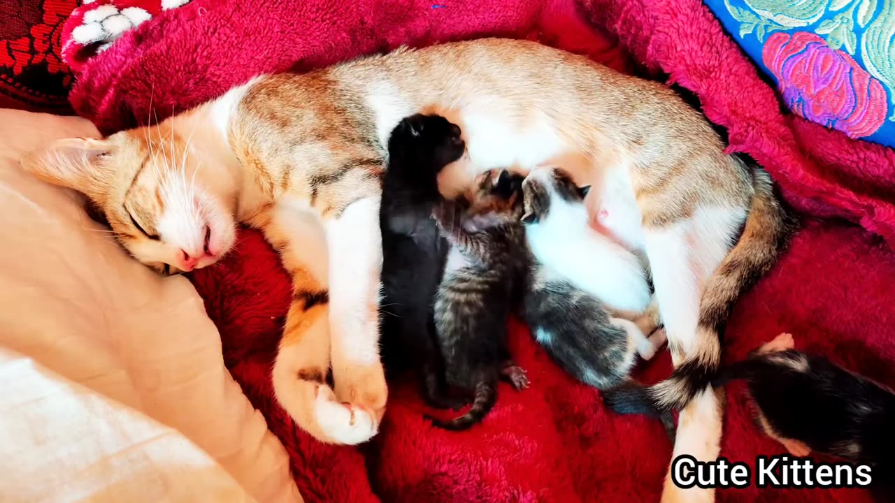 When i rescued the life of poor abandoned mother cat and her 5 newborn kittens