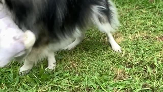 Hilarious Puppy Takes On Stuffed Bunny in Slow Motion