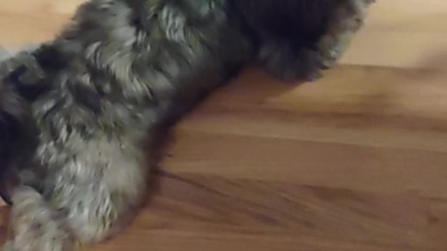 Maui the shitzu Lhasa Apso