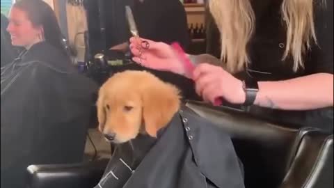 A dog that won't get a haircut