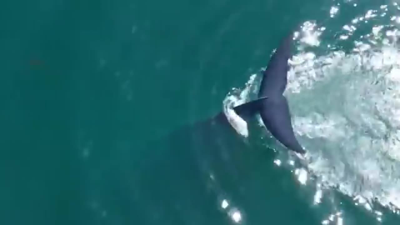 What Biggest Whale In The World is doing