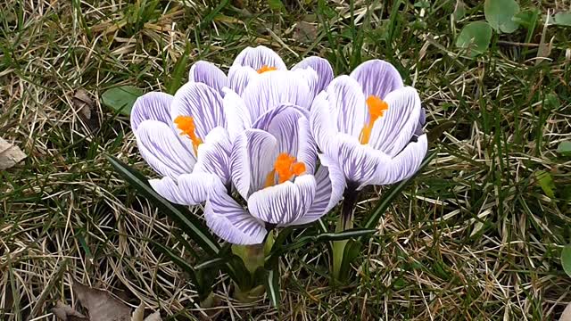 White flower