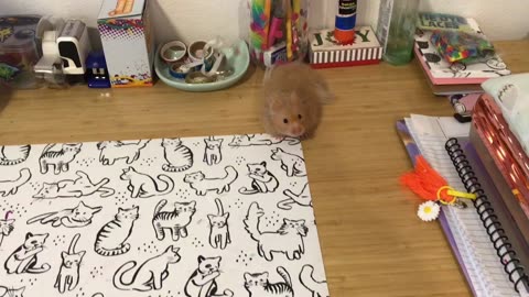 Hamster Heaven Vlog- Cream Puff exploring my desktop!