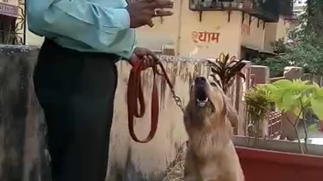 obedient Dog Listeing to his master