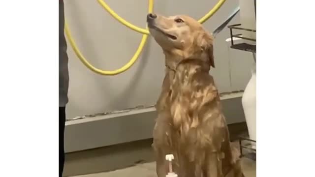 smart dog dancing