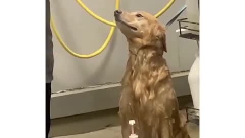 smart dog dancing