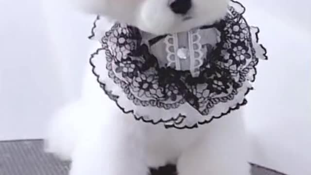 Cute puppy is getting a haircut again #puppy #dog #doglover #pet #cutedog #petlover #animals #cute